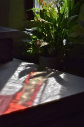 ombre de plante sur reflet de vitrail