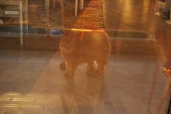 reflet de chat sur terrasse