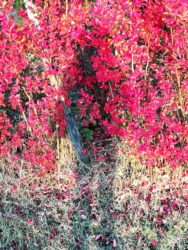 automne 2